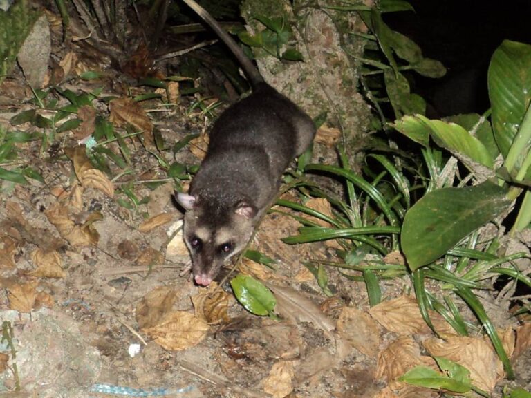 vačice čtyřoká vačice čtyřoká (Philander opossum)