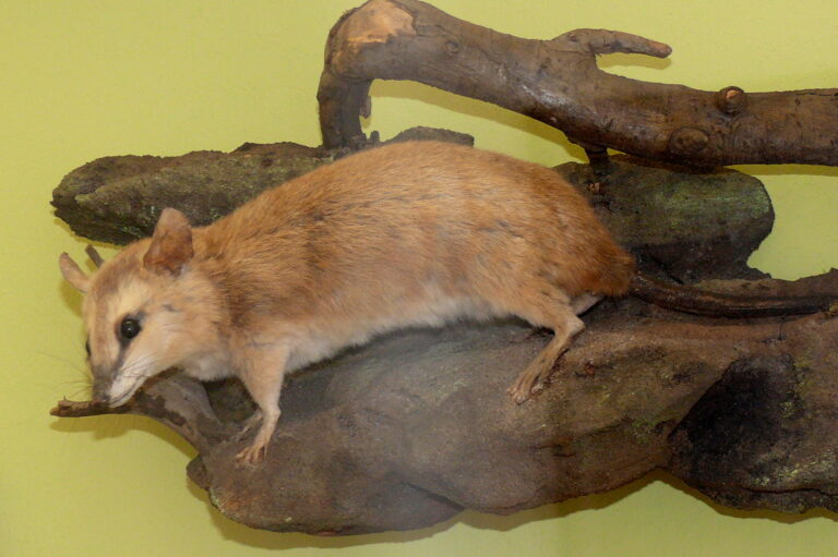 vačice hnědavá (Metachirus nudicaudatus)