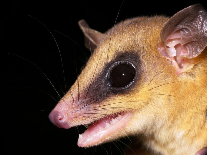vačice Robinsonova (Marmosa robinsoni)