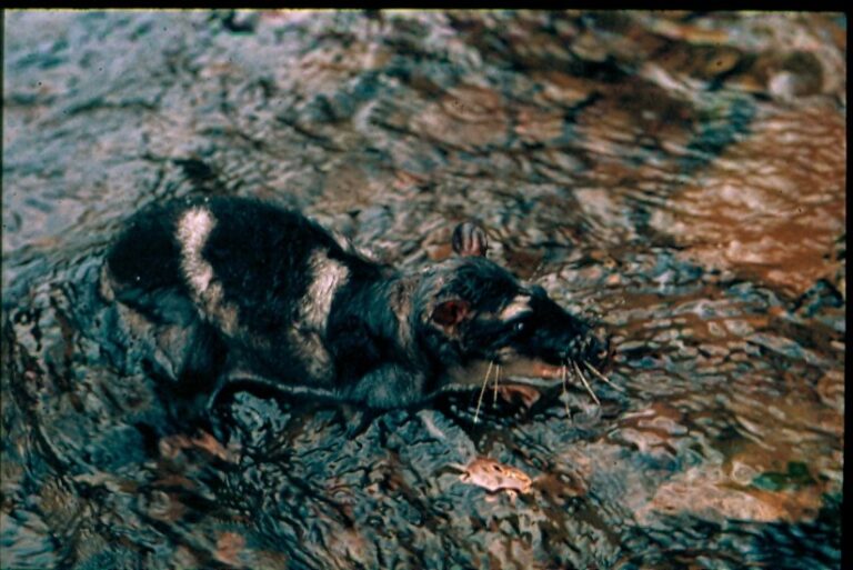 vačice vydří (Chironectes minimus)