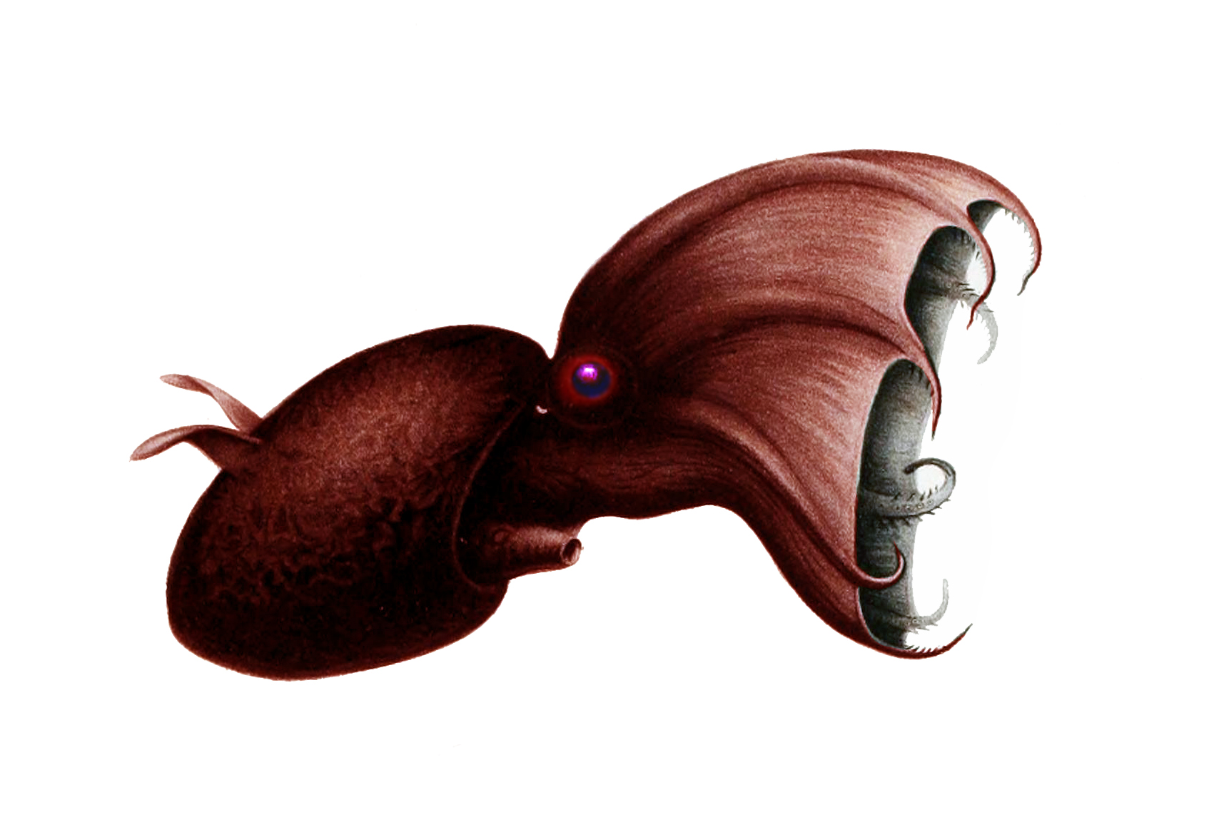 vampýrovka hlubinná (Vampyroteuthis infernalis)