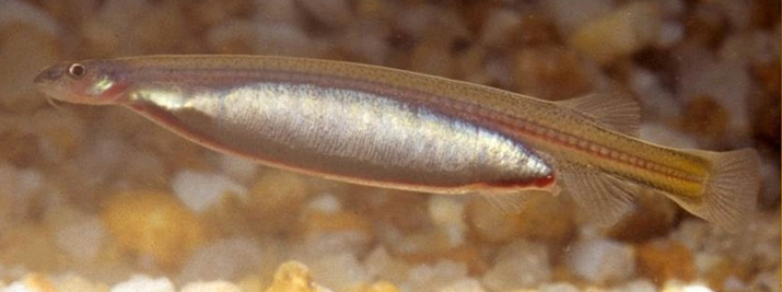 vandélie obecná (Vandellia cirrhosa)