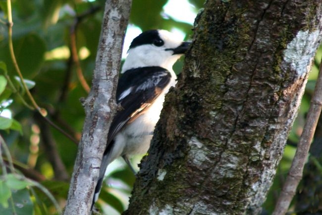 vanga hákozobá (Vanga curvirostris)
