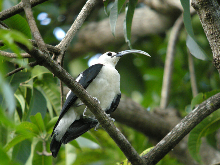 vanga srpozobá (Falculea palliata)