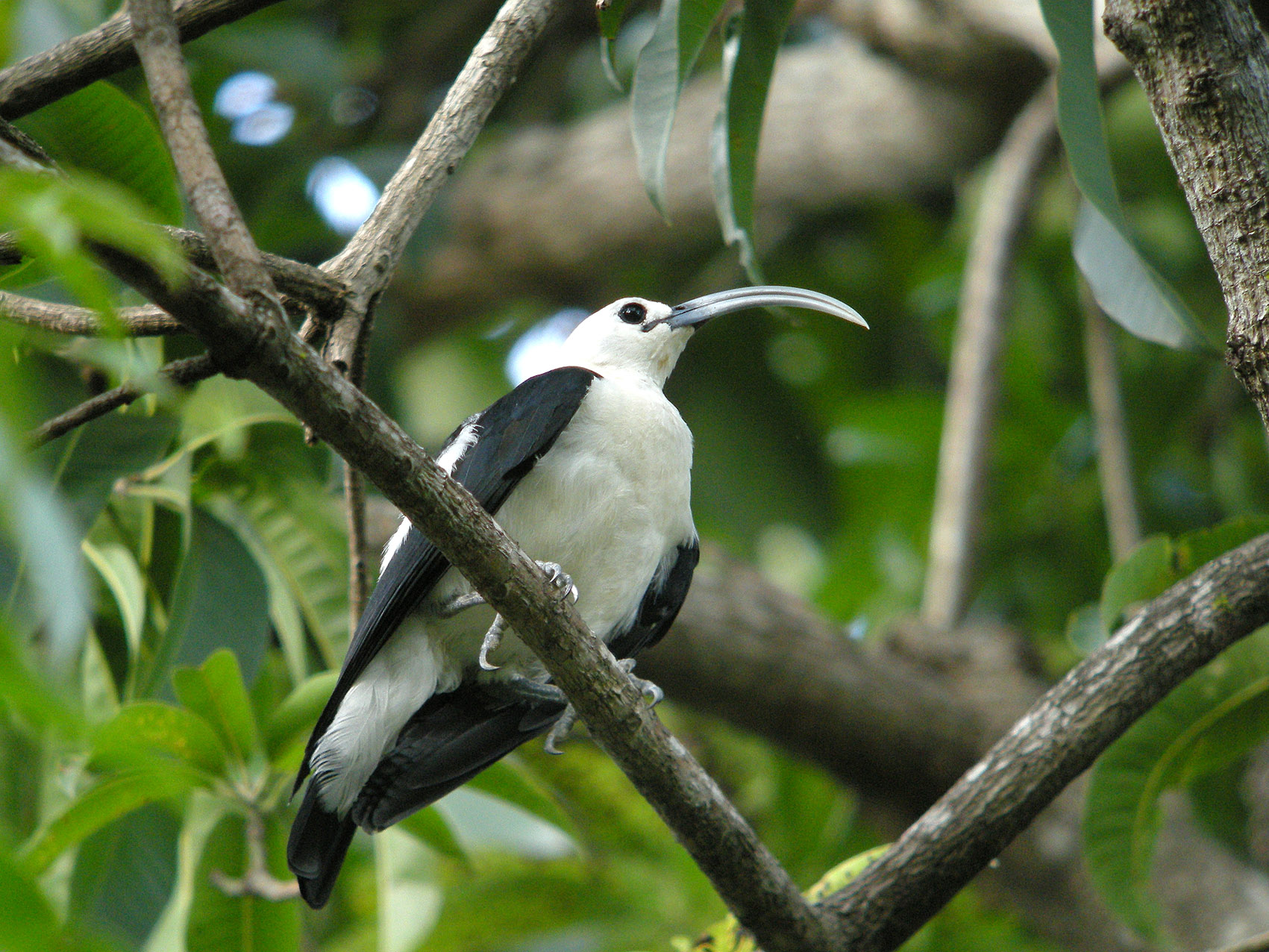vanga srpozobá (Falculea palliata)