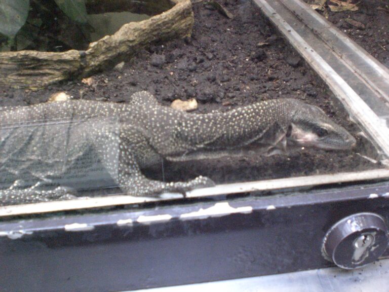 Varan oranžovohrdlý (Varanus jobiensis)