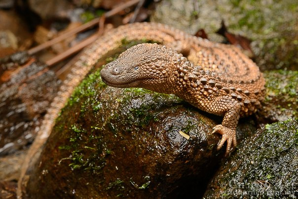 varanovec bornejský (Lanthanotus borneensis)