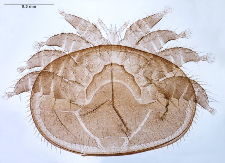 Varroa destructor Varroa destructor
