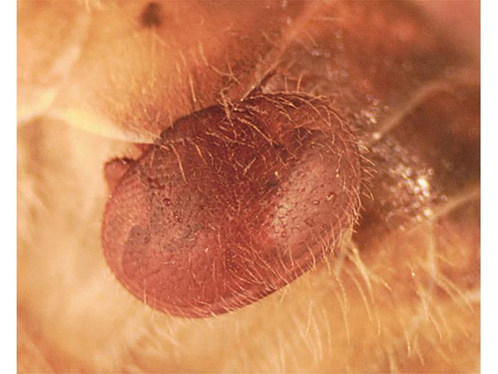 Varroa jacobsoni