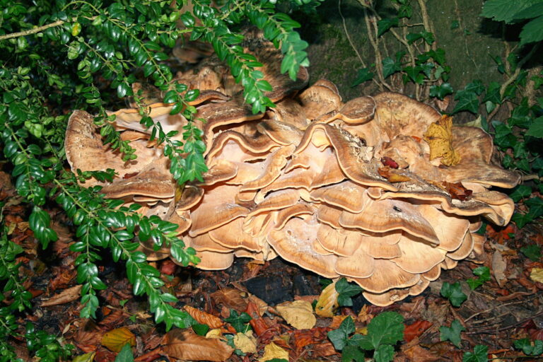 vějířovec obrovský (Meripilus giganteus)