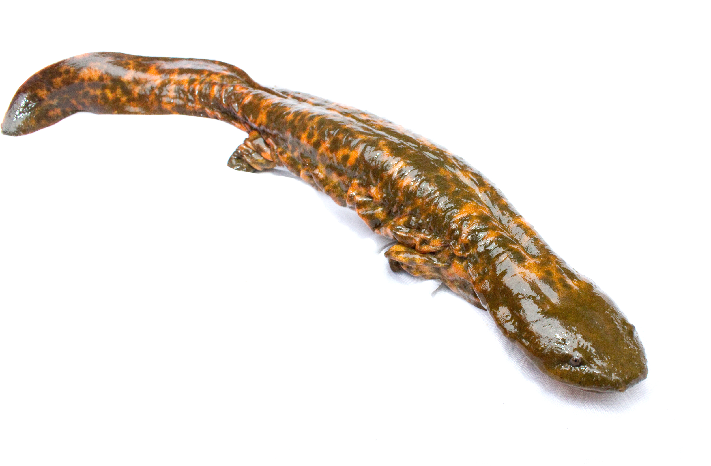 velemlok americký (Cryptobranchus alleganiensis)