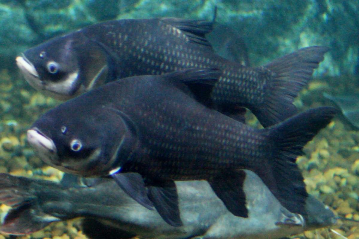 Veleparma thajská (Catlocarpio siamensis)