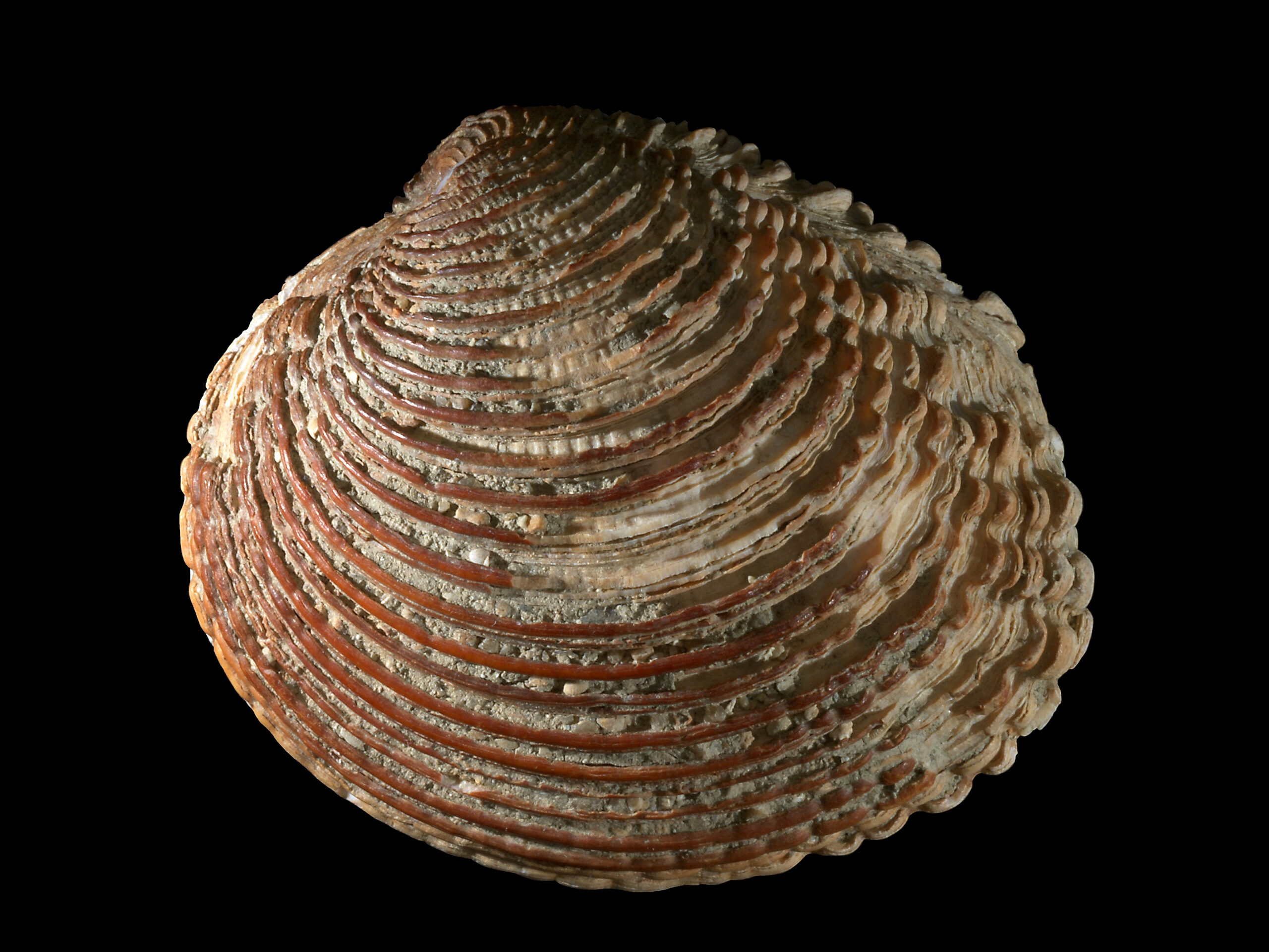 venuška jedlá (Venus verrucosa)