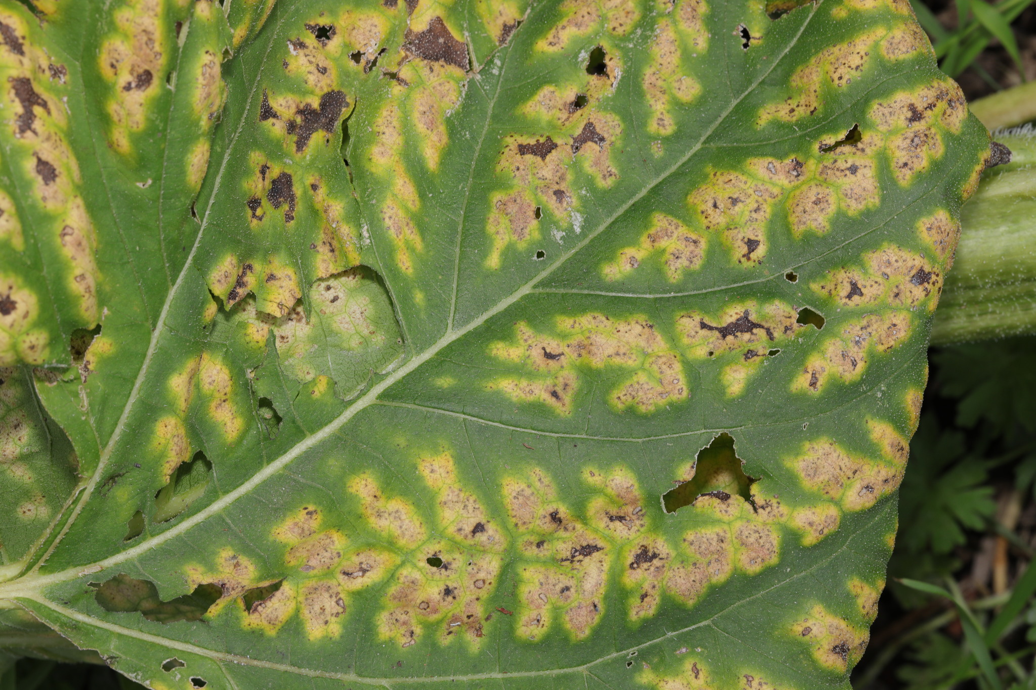 Verticillium dahliae