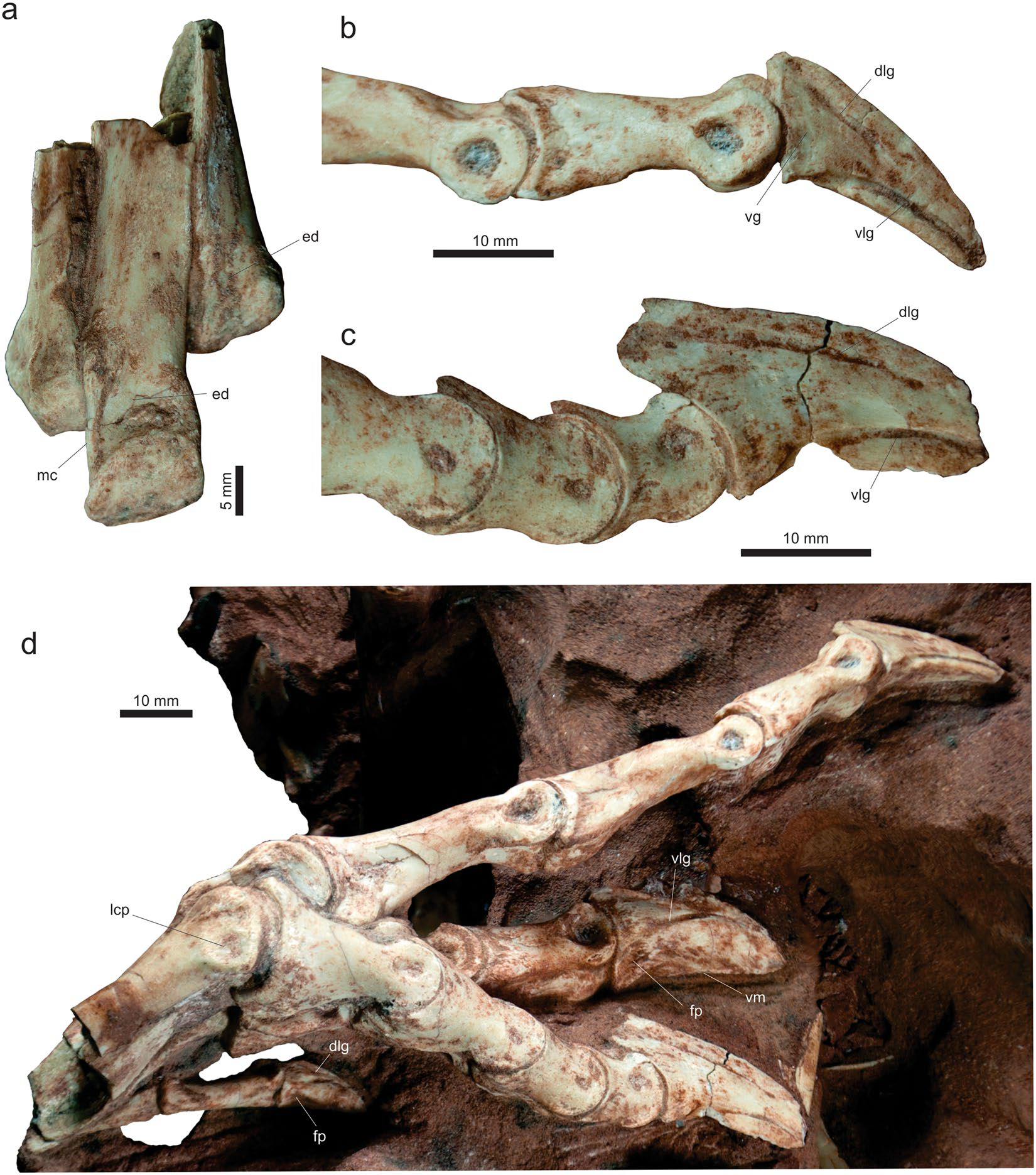 Vespersaurus