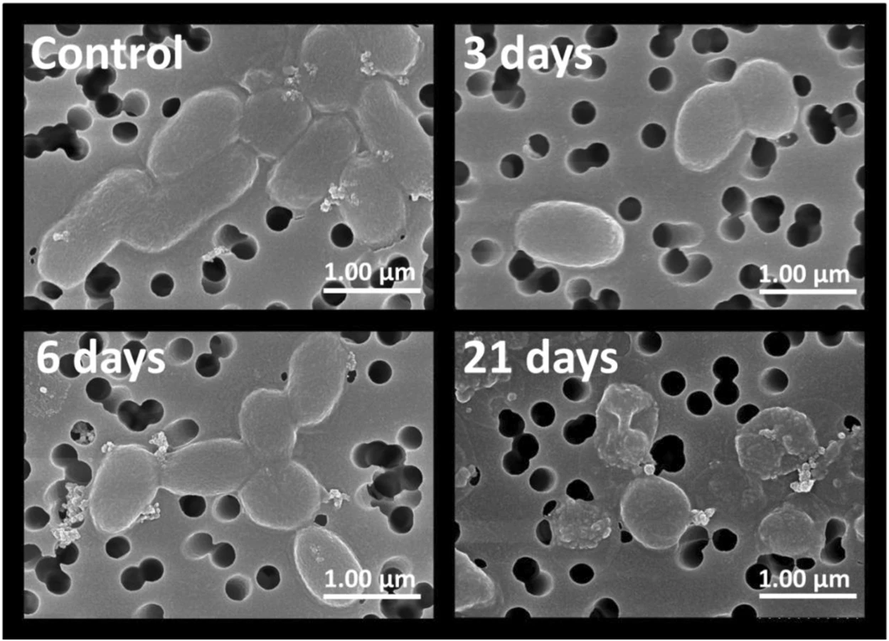 Vibrio harveyi
