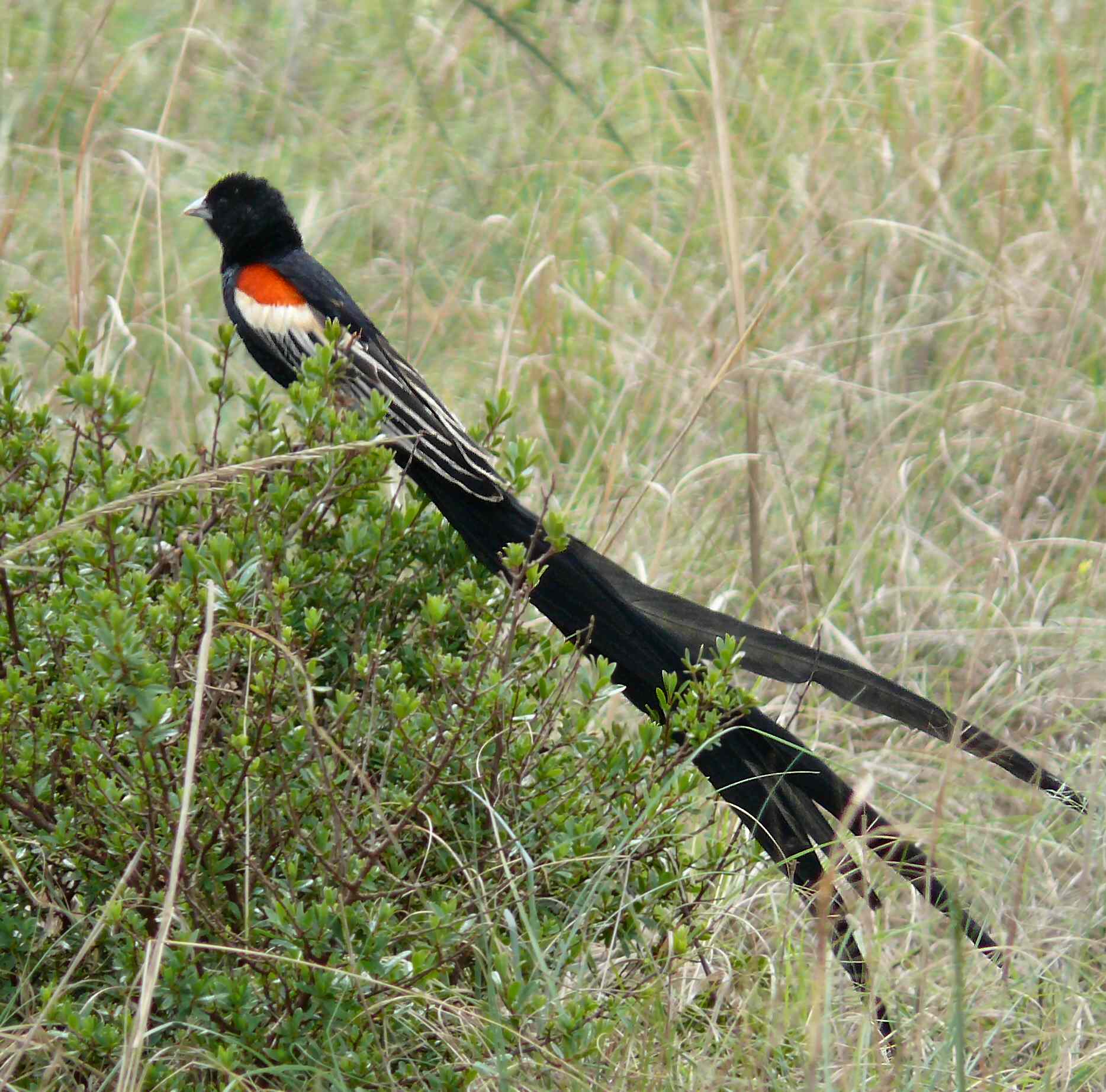 vida kohoutí (Euplectes progne)