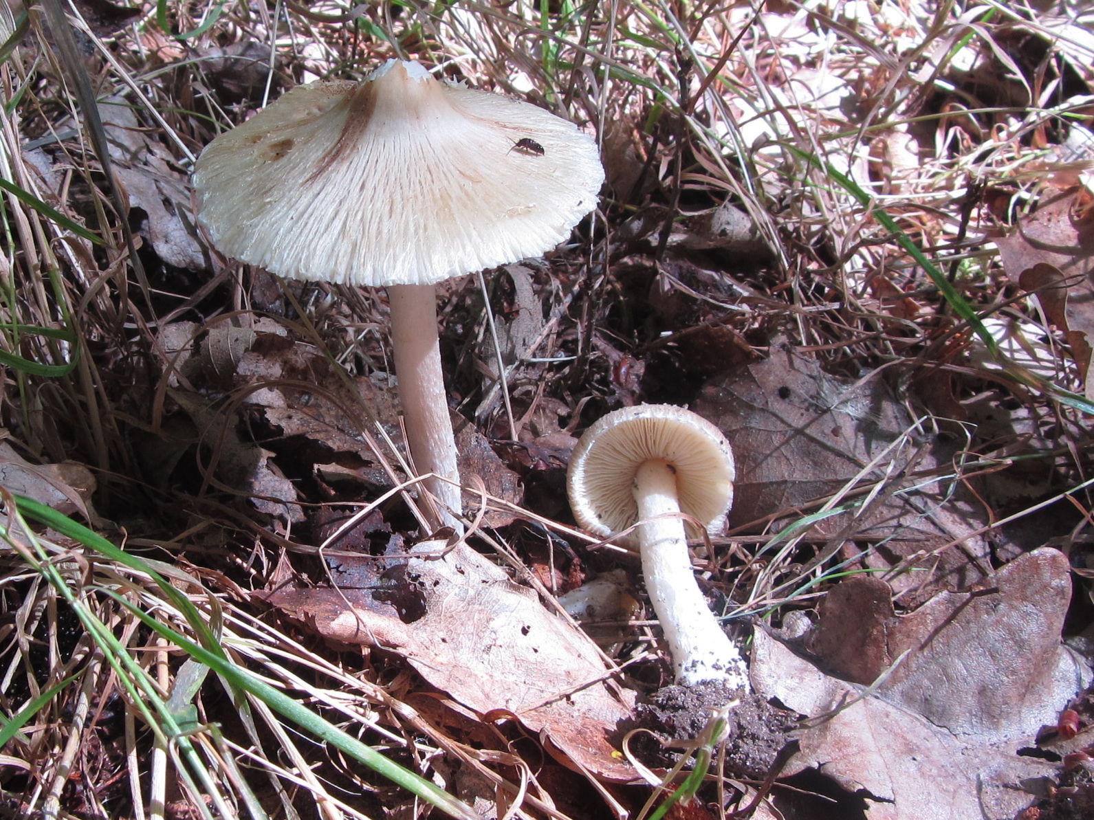 vláknice kuželovitá (Pseudosperma rimosum)