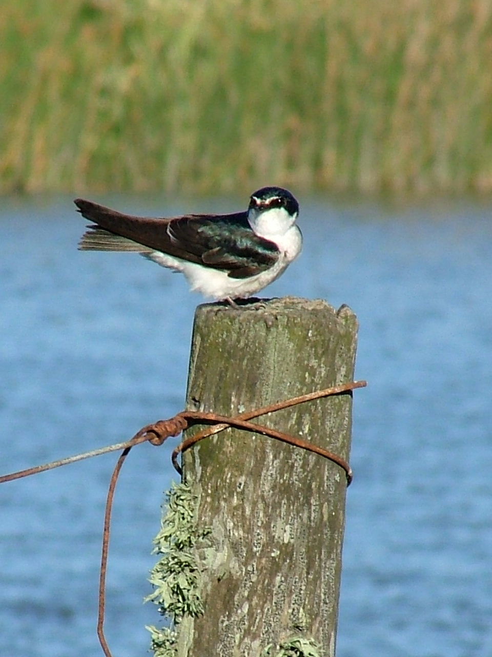 vlaštovka bělokostřecová (Tachycineta leucorrhoa)