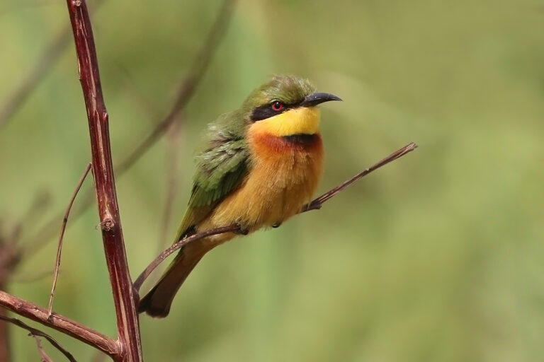 vlha malá (Merops pusillus)