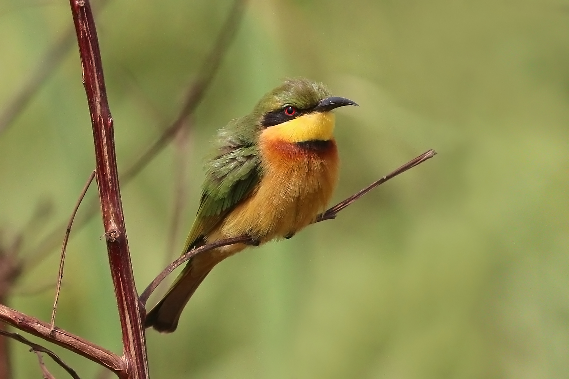 vlha malá (Merops pusillus)