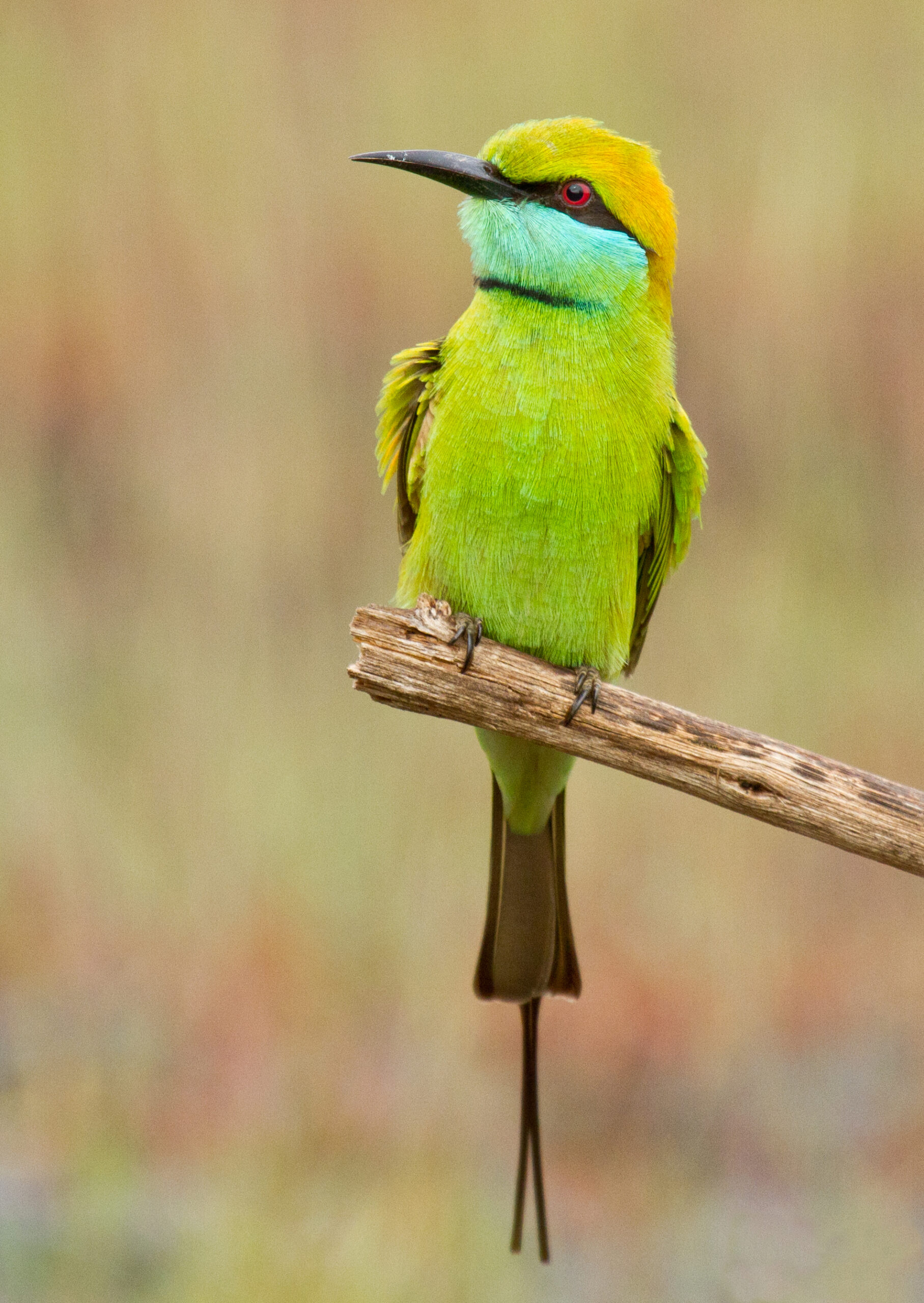 vlha proměnlivá (Merops orientalis)