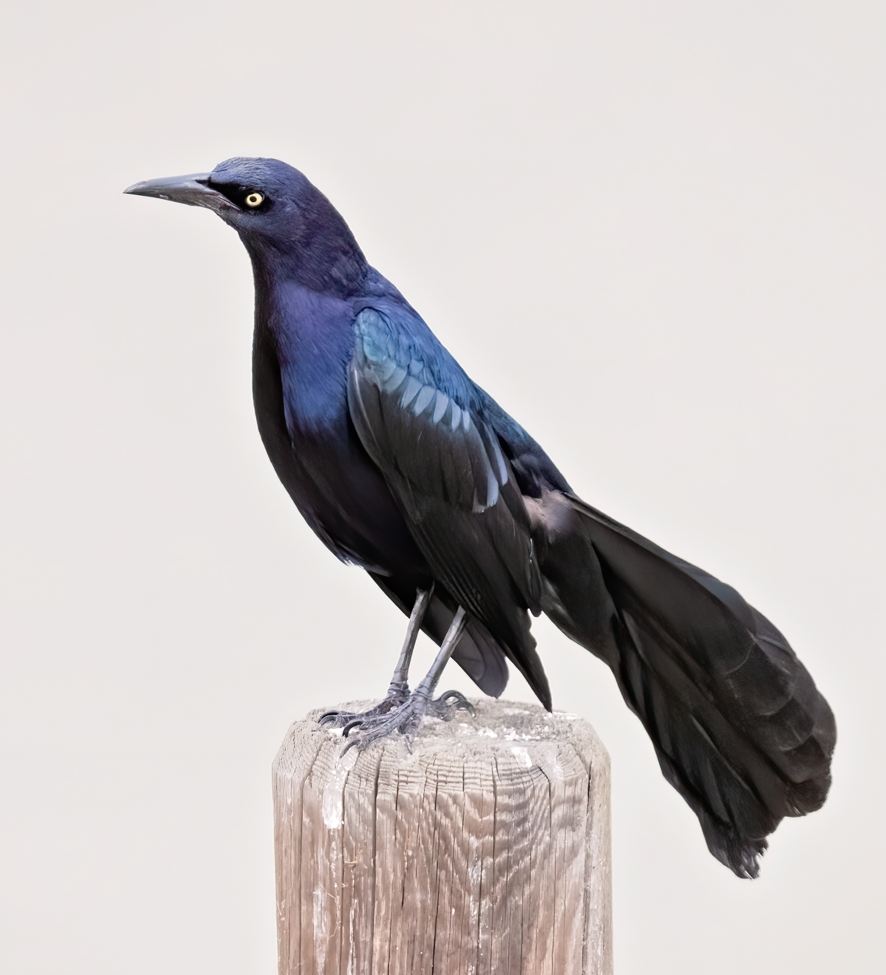 vlhovec velkoocasý (Quiscalus mexicanus)