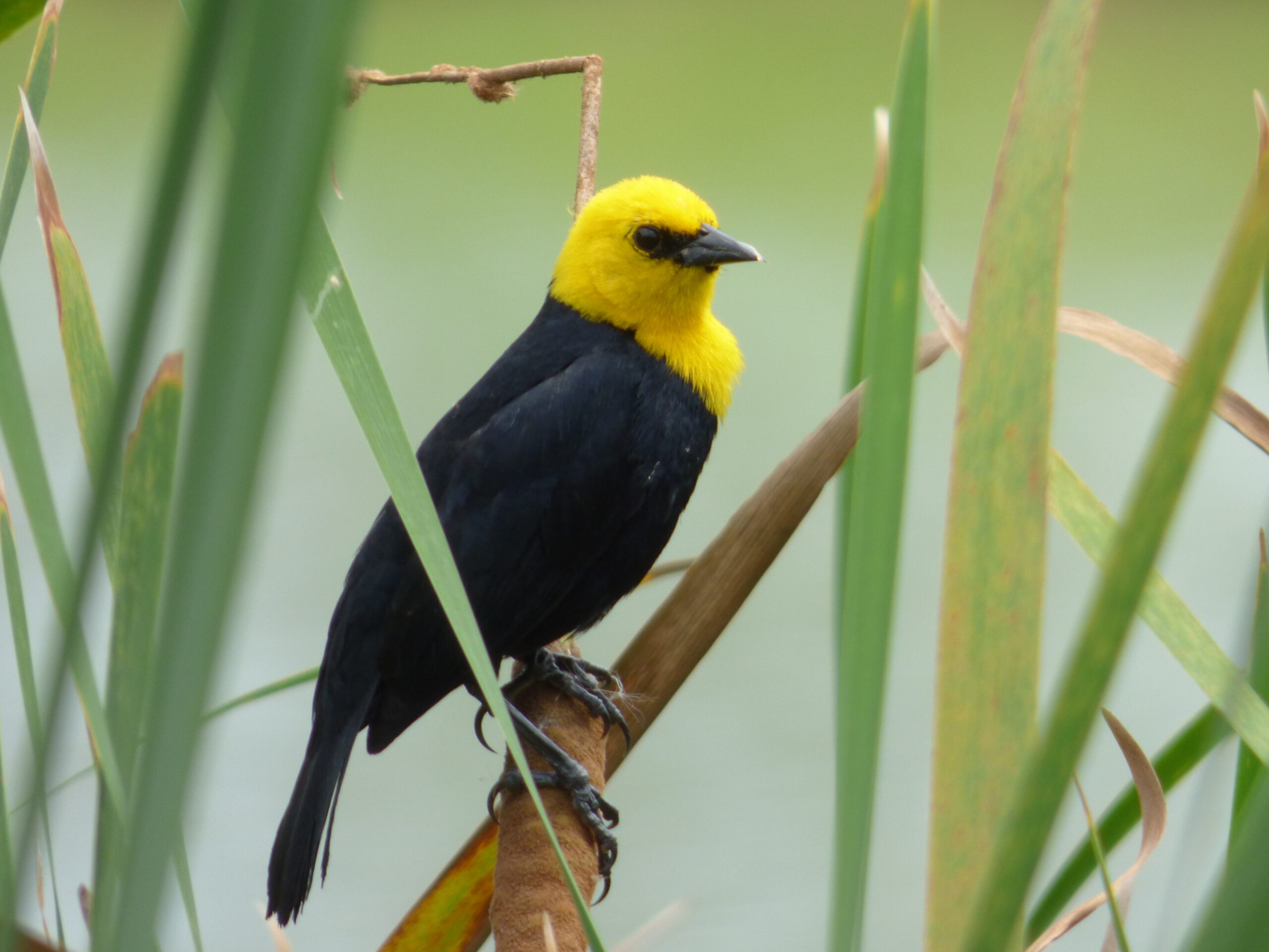 vlhovec žlutokápý (Chrysomus icterocephalus)