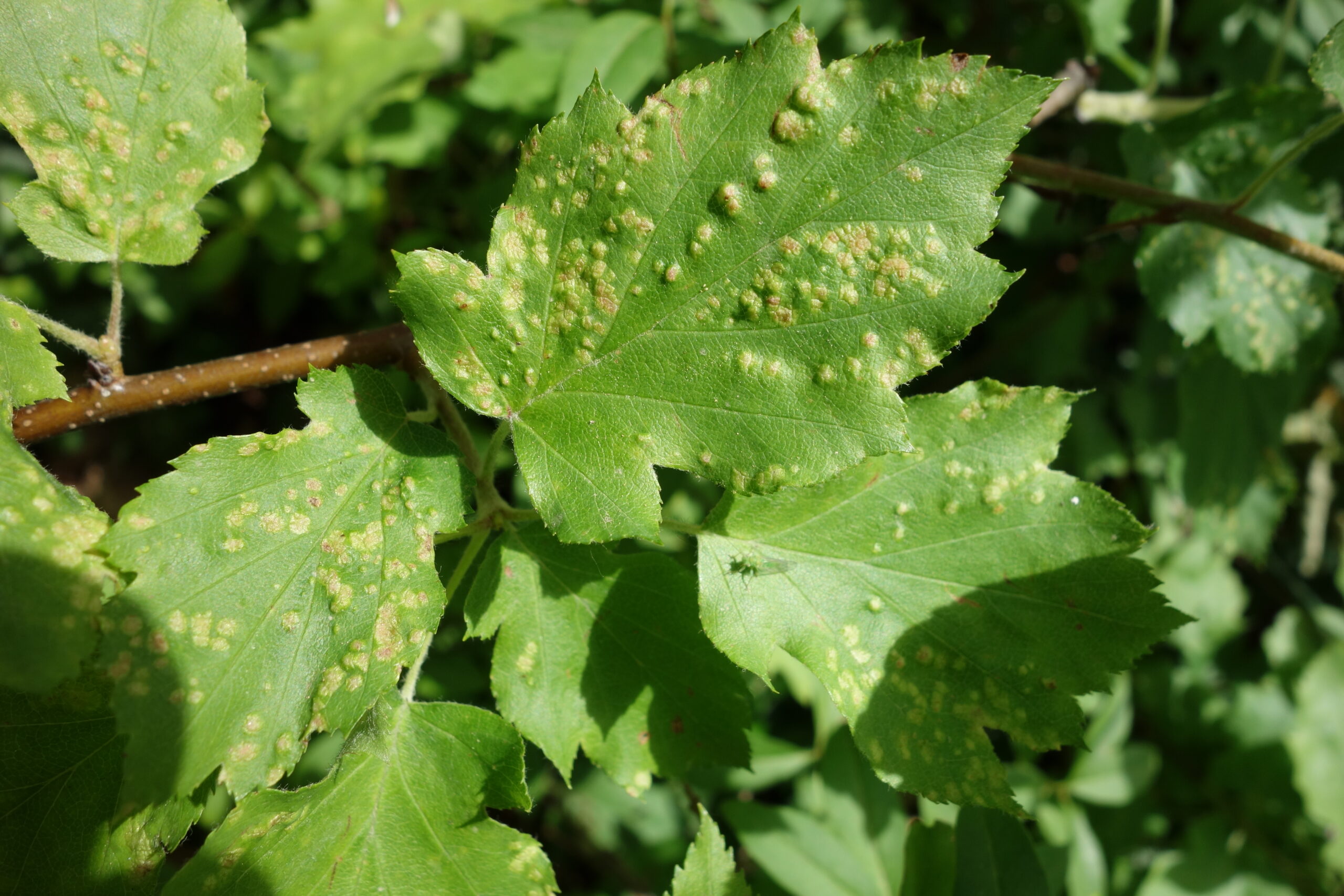 vlnovník hrušňový (Eriophyes pyri)