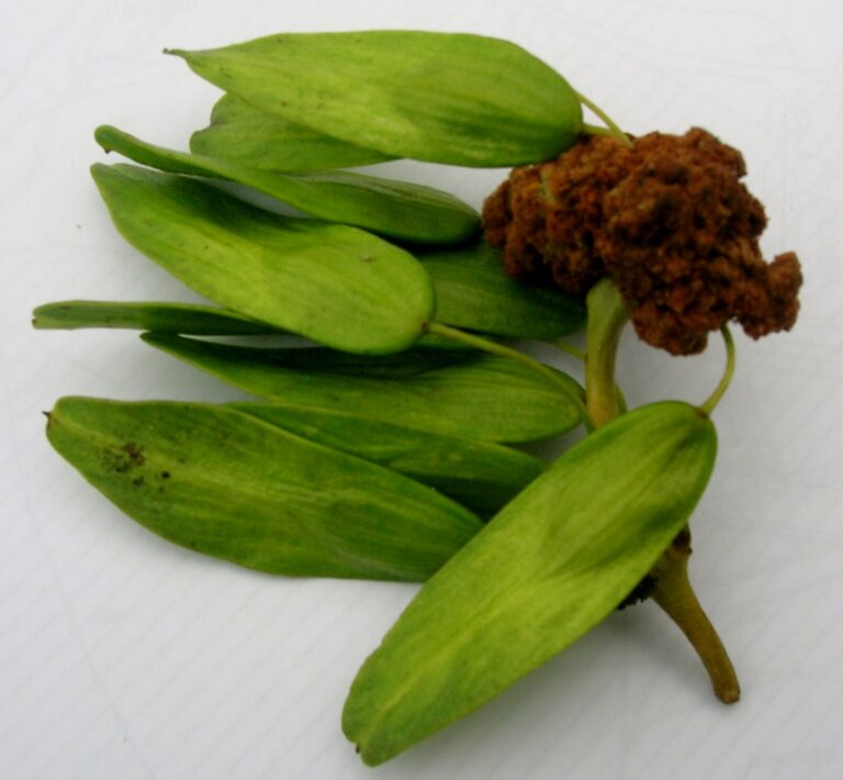 vlnovník jasanový (Aceria fraxinivora)