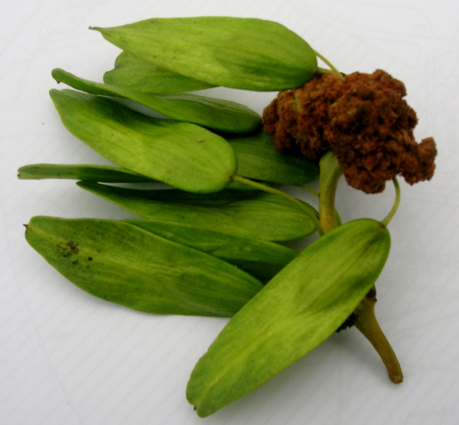 vlnovník jasanový (Aceria fraxinivora)