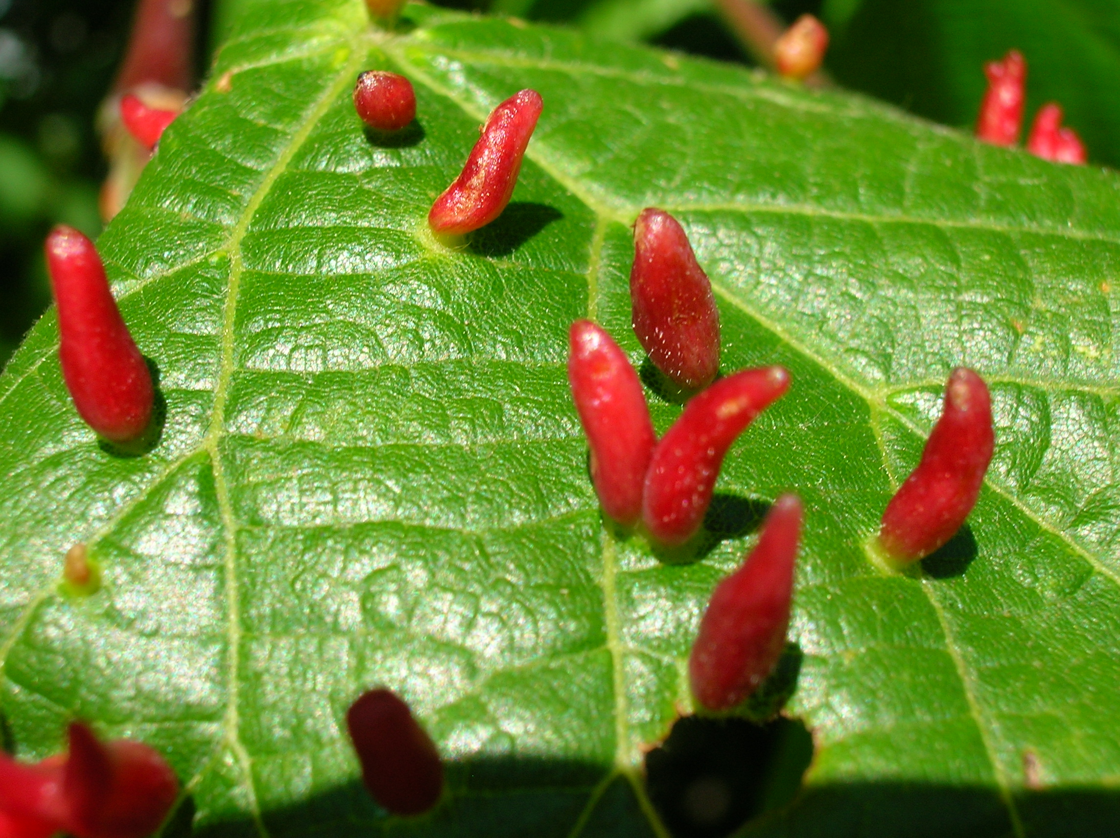vlnovník lipový (Eriophyes tiliae)