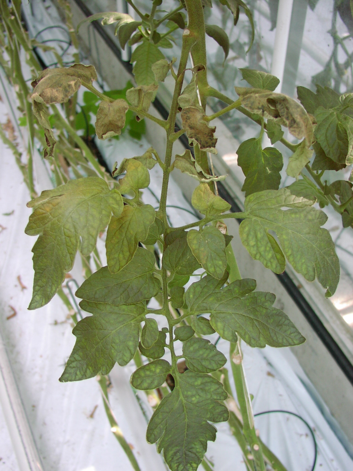 vlnovník rajský (Aculops lycopersici)