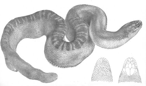 vodnář obrovský (Hydrophis stokesii)