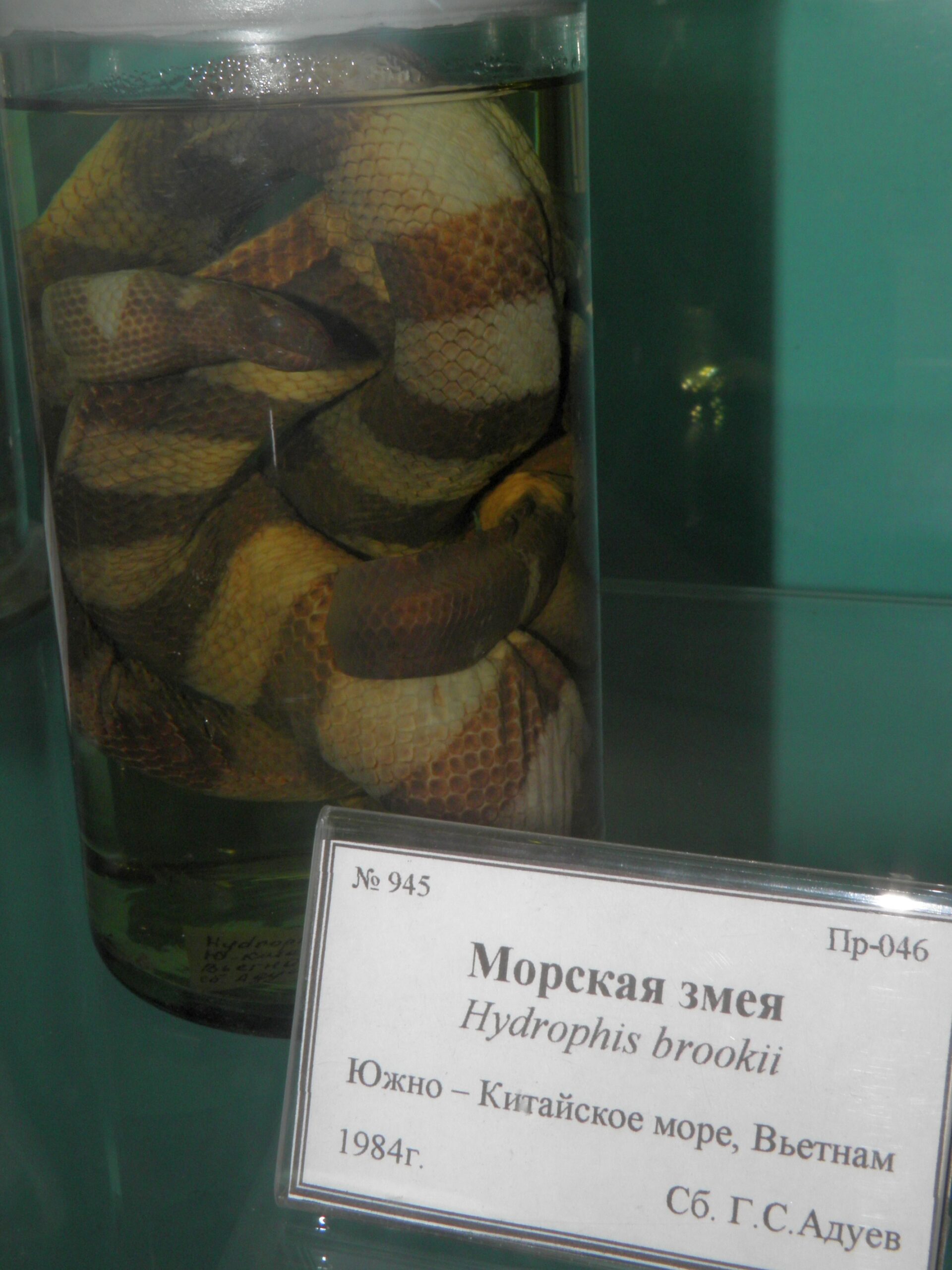 vodnář žlutobřichý (Hydrophis brookii)