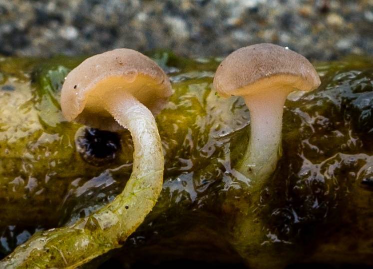 vodnička potoční (Cudoniella clavus)