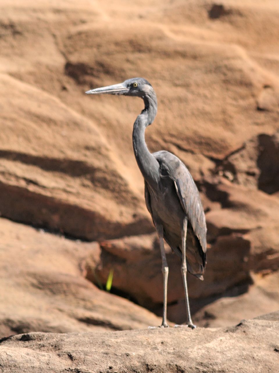 volavka madagaskarská (Ardea humbloti)