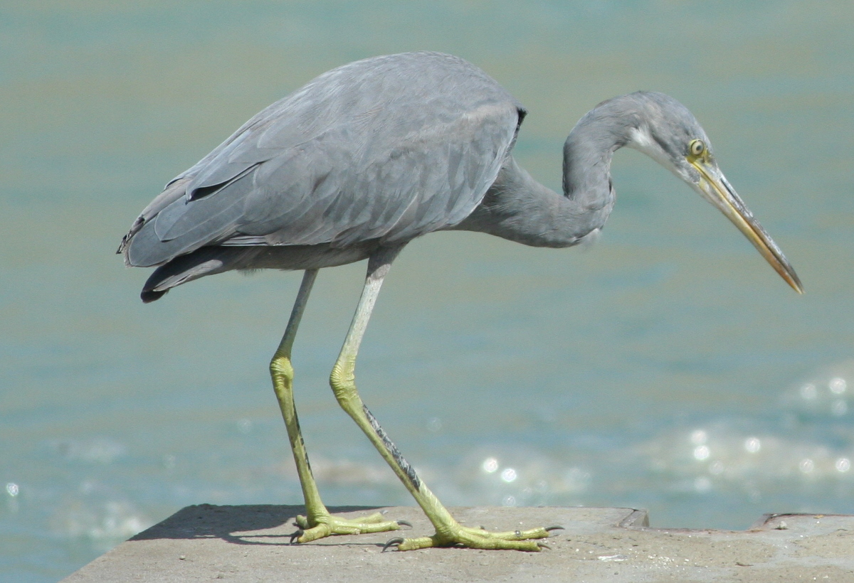 volavka západní (Egretta gularis)