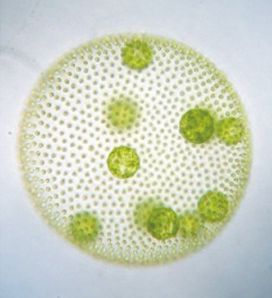 Volvox carteri