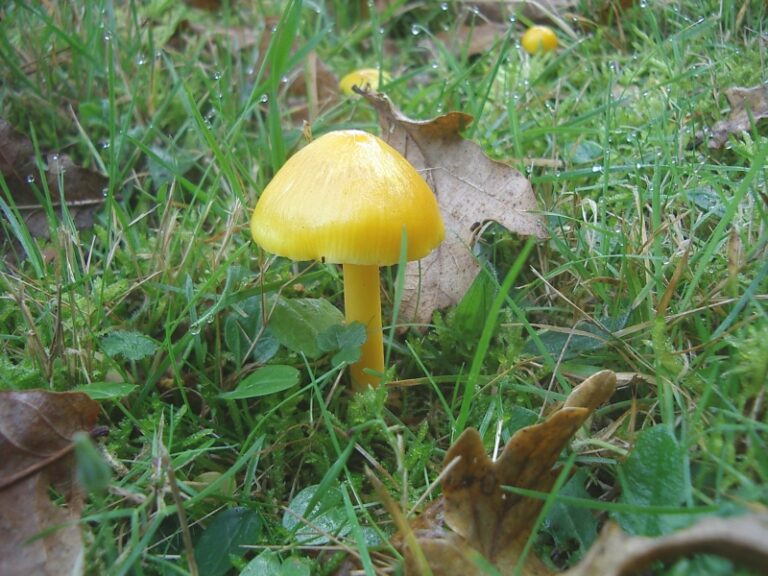 voskovka citronová voskovka citronová (Hygrocybe chlorophana)