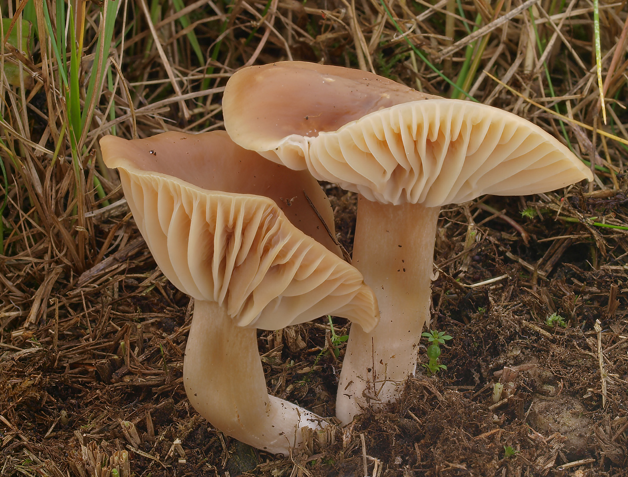 voskovka Colemannova (Cuphophyllus colemannianus)