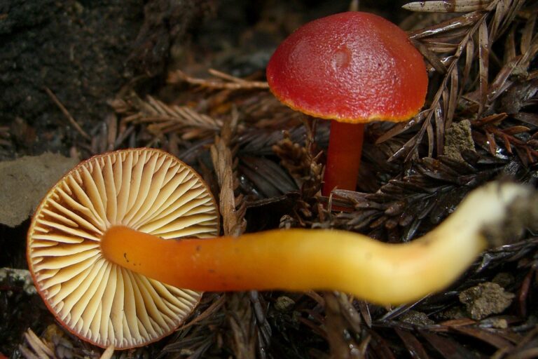 voskovka granátová (Hygrocybe punicea)