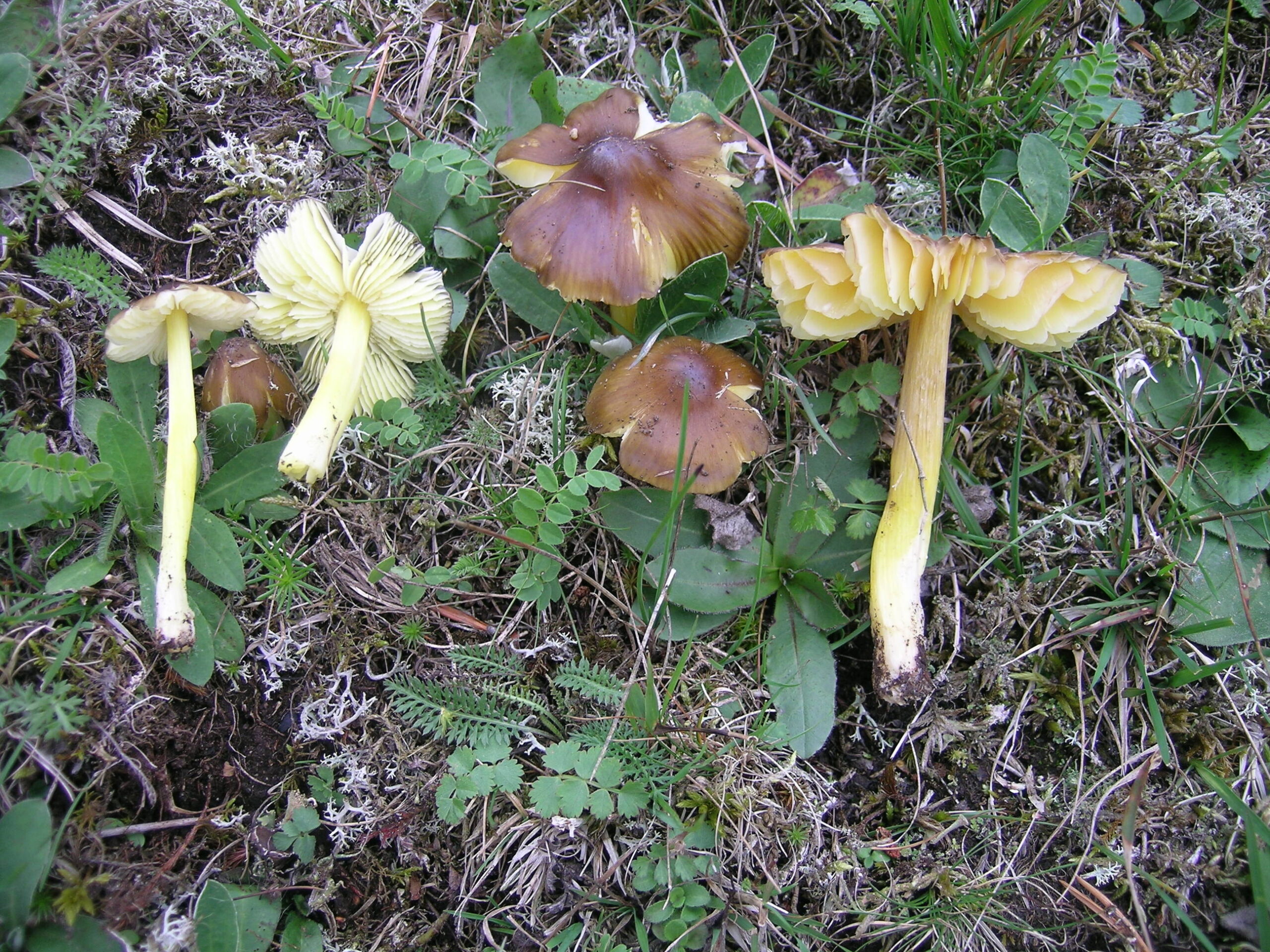 voskovka hnědožlutá (Hygrocybe spadicea)