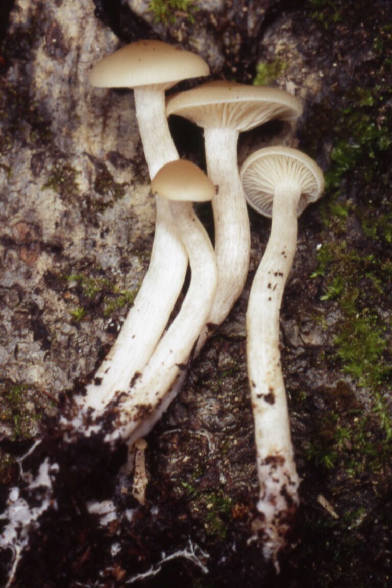 voskovka juchtová voskovka juchtová (Hygrocybe russocoriacea)