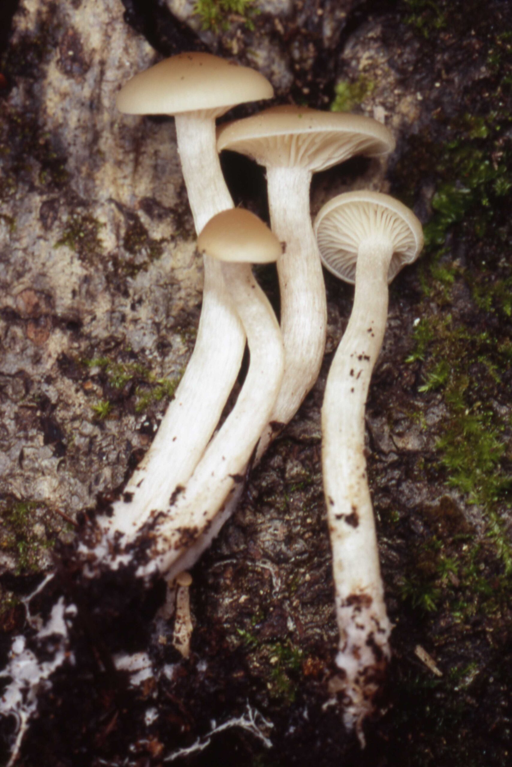 voskovka juchtová (Hygrocybe russocoriacea)