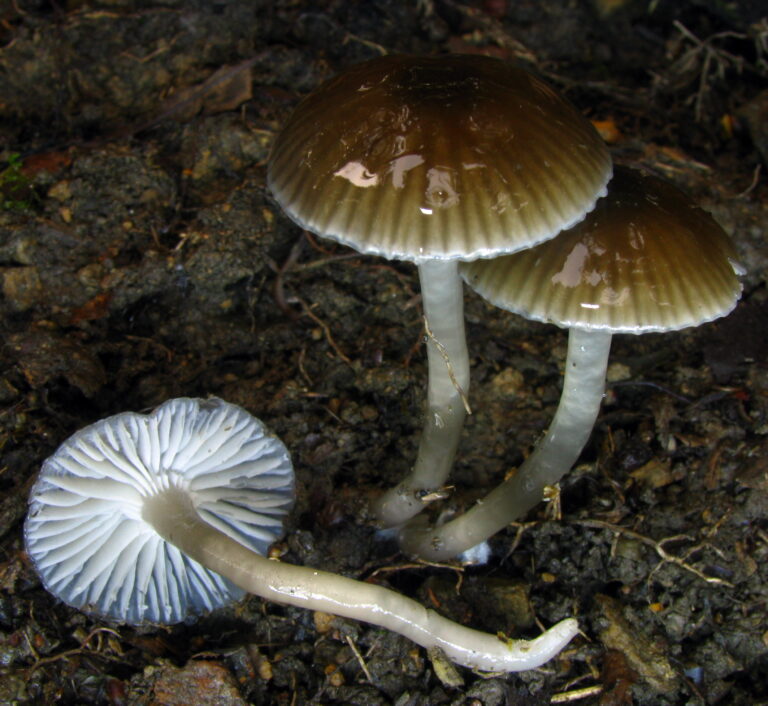 voskovka kluzká voskovka kluzká (Hygrocybe irrigata)