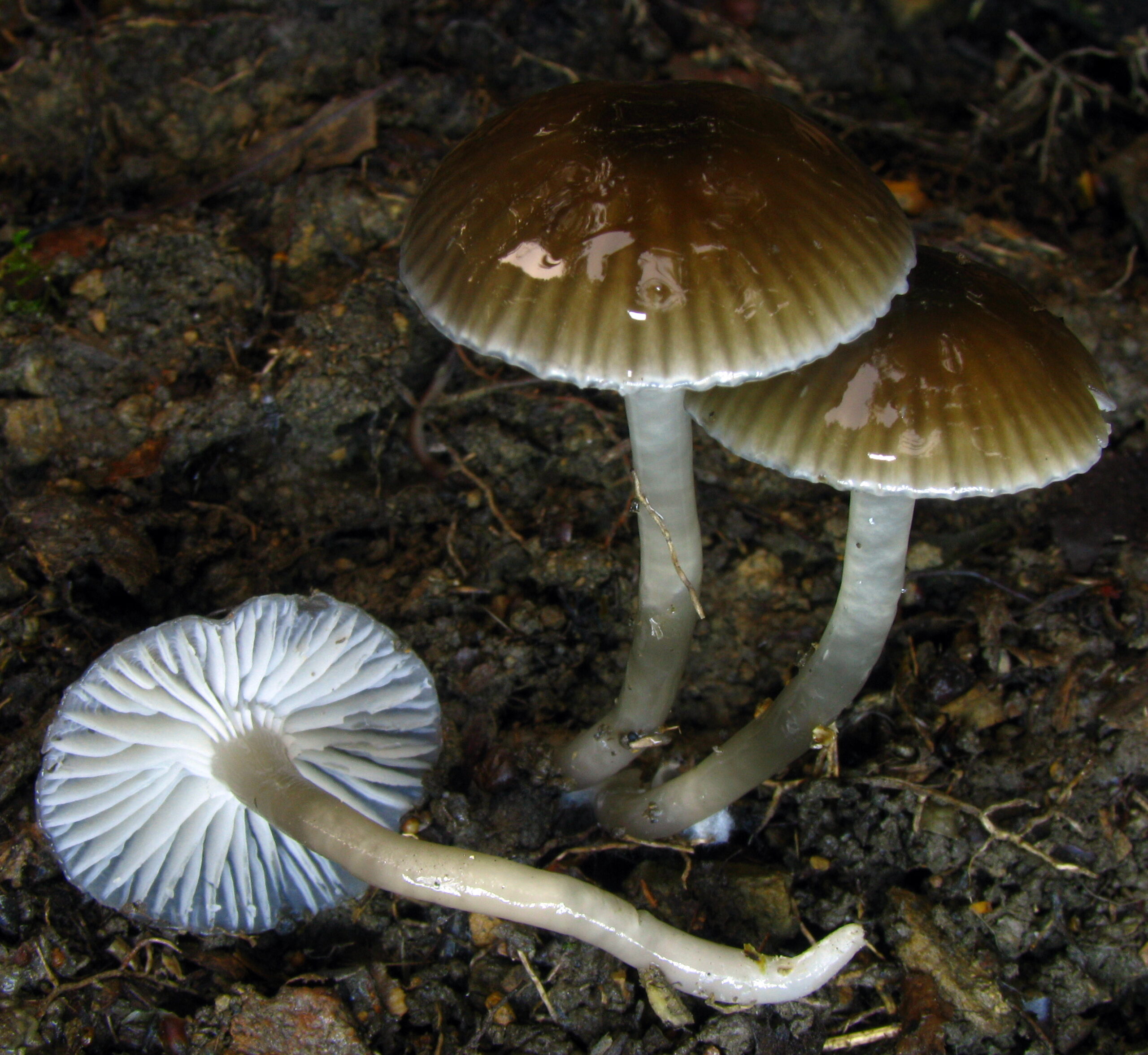 voskovka kluzká (Hygrocybe irrigata)