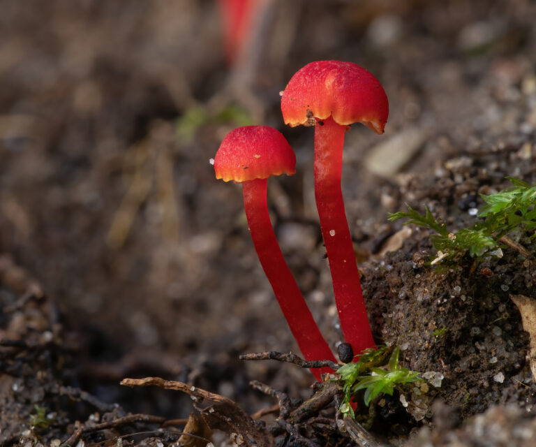 voskovka krvavá (Hygrocybe miniata)
