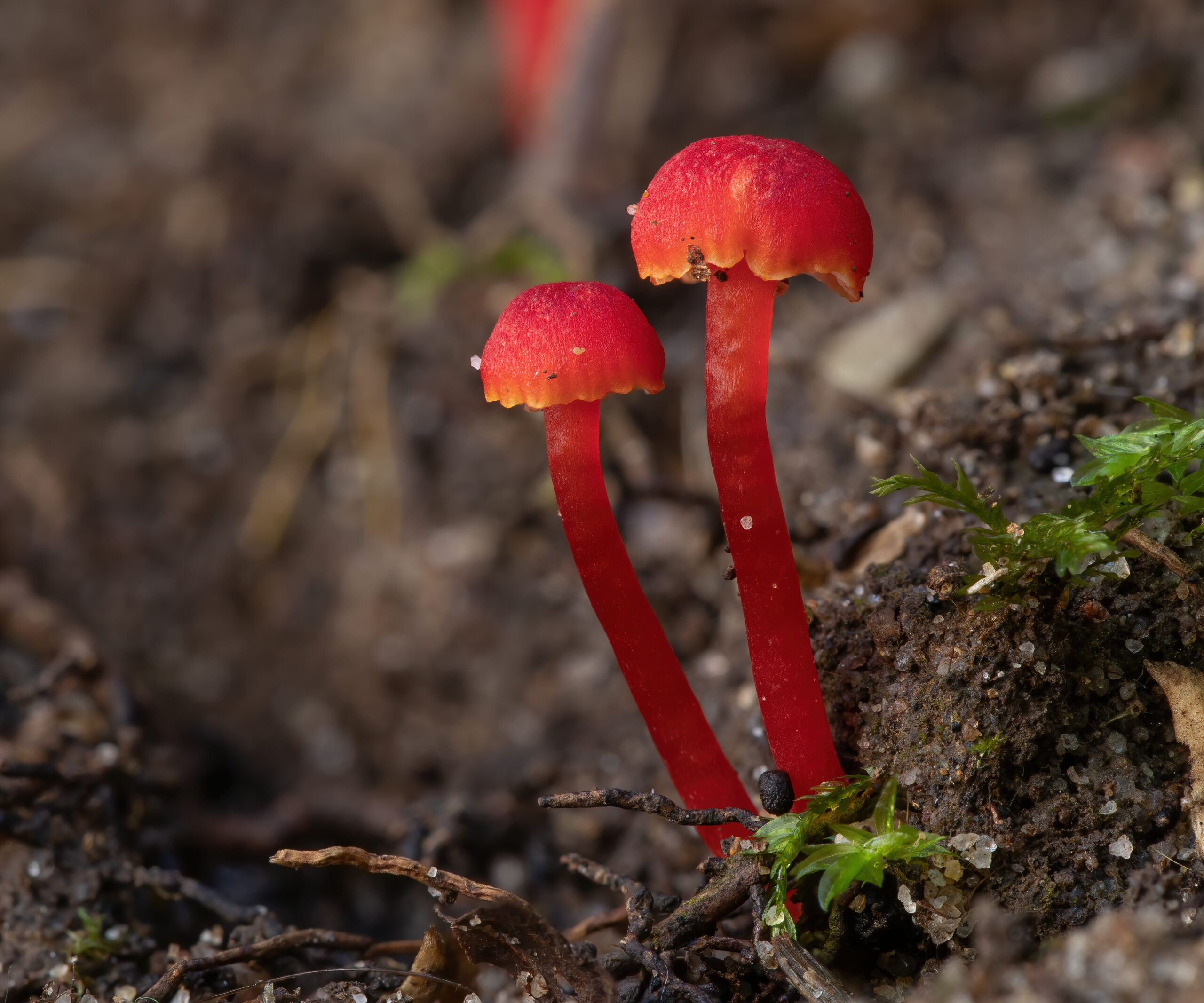 voskovka krvavá (Hygrocybe miniata)