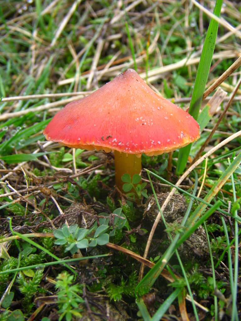voskovka kuželovitá (Hygrocybe conica)
